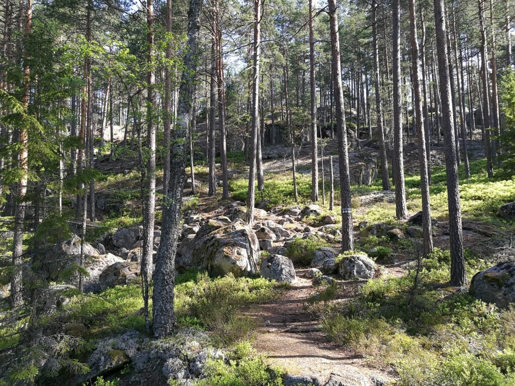 https://commons.wikimedia.org/wiki/File:Tiveden_Nationalpark_2018_02.jpg