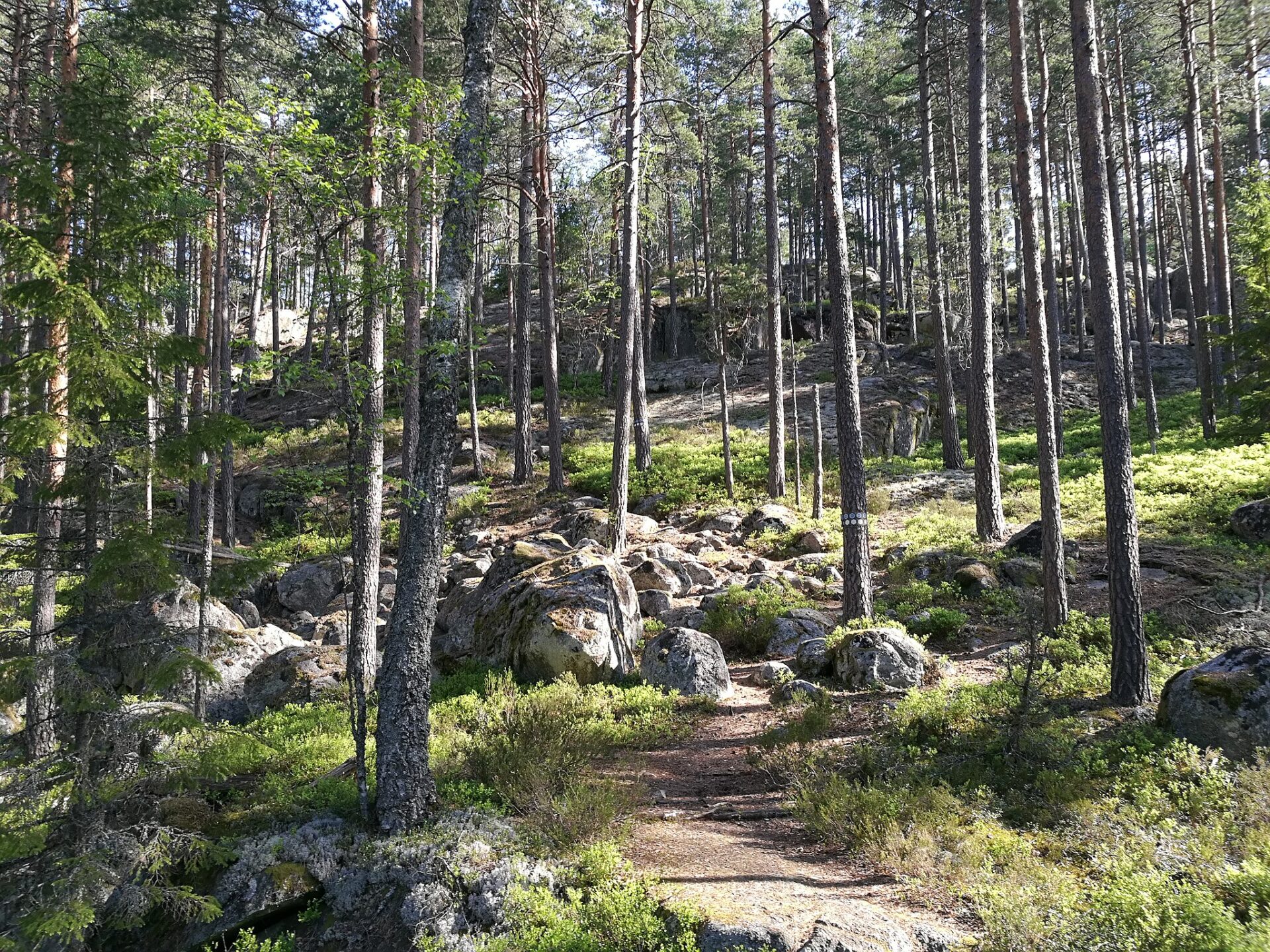 https://commons.wikimedia.org/wiki/File:Tiveden_Nationalpark_2018_02.jpg